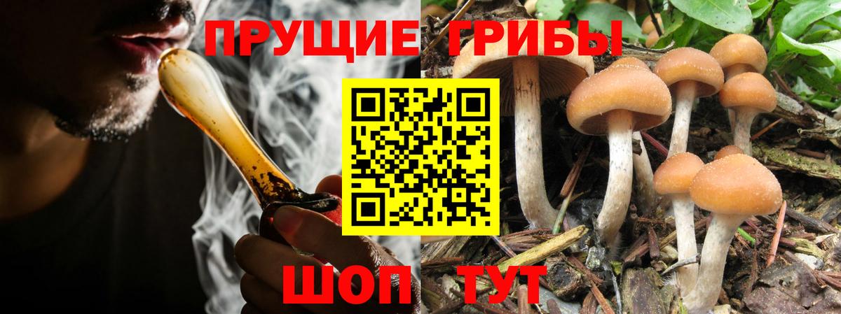 Псилоцибиновые грибы Psilocybe Борзя